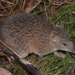 Isoodon obesulus obesulus at Paddys River, ACT - 22 Jun 2022 12:23 PM