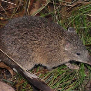 Isoodon obesulus obesulus at Paddys River, ACT - 22 Jun 2022 12:23 PM