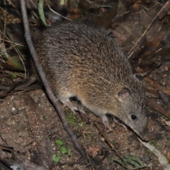 Isoodon obesulus obesulus at Paddys River, ACT - 22 Jun 2022 12:23 PM