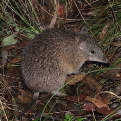 Isoodon obesulus obesulus at Paddys River, ACT - 22 Jun 2022 12:23 PM