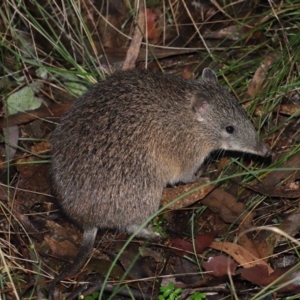 Isoodon obesulus obesulus at Paddys River, ACT - 22 Jun 2022 12:23 PM