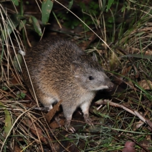 Isoodon obesulus obesulus at Paddys River, ACT - 22 Jun 2022 12:23 PM