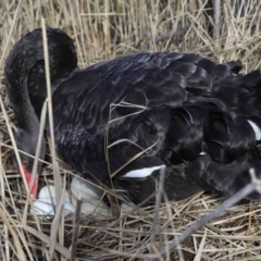 Cygnus atratus (Black Swan) at Paddys River, ACT - 22 Jun 2022 by TimL