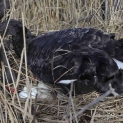 Cygnus atratus at Paddys River, ACT - 22 Jun 2022