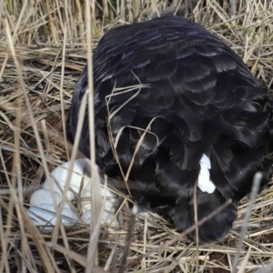 Cygnus atratus at Paddys River, ACT - 22 Jun 2022