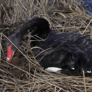 Cygnus atratus at Paddys River, ACT - 22 Jun 2022