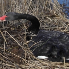 Cygnus atratus at Paddys River, ACT - 22 Jun 2022