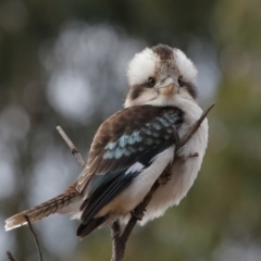 Dacelo novaeguineae (Laughing Kookaburra) at Paddys River, ACT - 22 Jun 2022 by TimL