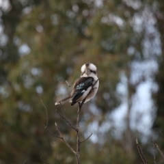 Dacelo novaeguineae at Paddys River, ACT - 22 Jun 2022