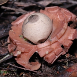 Geastrum sp. at Paddys River, ACT - 22 Jun 2022 11:00 AM