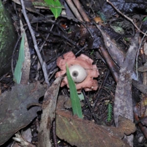 Geastrum sp. at Paddys River, ACT - 22 Jun 2022 11:00 AM