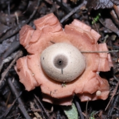 Geastrum sp. at Paddys River, ACT - 22 Jun 2022 11:00 AM