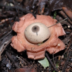 Geastrum sp. at Paddys River, ACT - 22 Jun 2022 11:00 AM