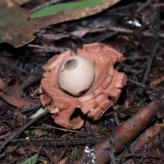 Geastrum sp. at Paddys River, ACT - 22 Jun 2022 11:00 AM