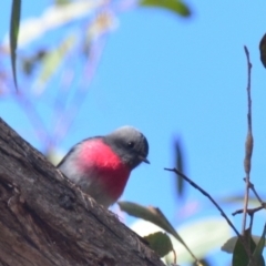 Petroica rosea at Lower Boro, NSW - 13 Jun 2022