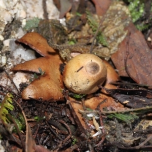 Geastrum sp. at Paddys River, ACT - 22 Jun 2022 11:00 AM