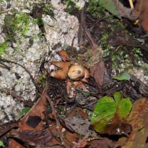 Geastrum sp. at Paddys River, ACT - 22 Jun 2022 11:00 AM