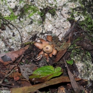 Geastrum sp. at Paddys River, ACT - 22 Jun 2022 11:00 AM