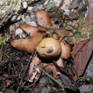 Geastrum sp. at Paddys River, ACT - 22 Jun 2022 11:00 AM