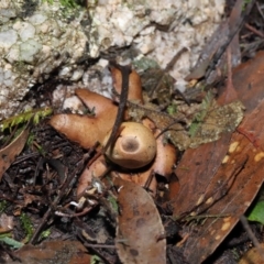 Geastrum sp. at Paddys River, ACT - 22 Jun 2022 11:00 AM