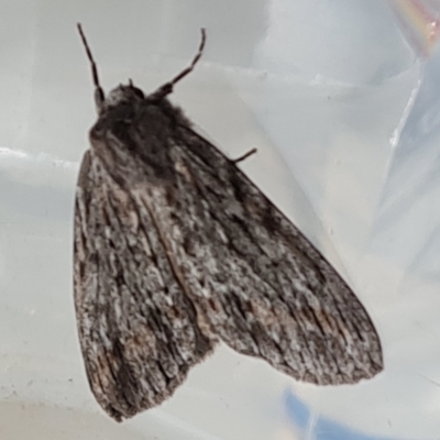 Chlenias banksiaria group (A Geometer moth) at Isaacs, ACT - 22 Jun 2022 by Mike