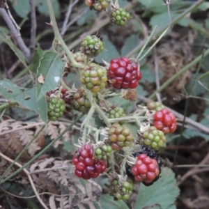 Rubus anglocandicans at Paddys River, ACT - 13 Feb 2022 05:33 PM