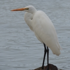 Ardea alba (Great Egret) at Merimbula, NSW - 16 Jul 2020 by MichaelBedingfield