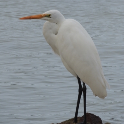 Ardea alba (Great Egret) at Merimbula, NSW - 16 Jul 2020 by MichaelBedingfield