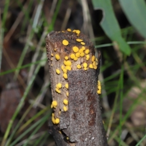 Bisporella citrina at Paddys River, ACT - 22 Jun 2022