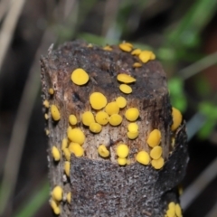 Bisporella citrina at Paddys River, ACT - 22 Jun 2022 11:08 AM