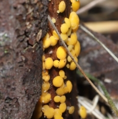 Bisporella citrina at Paddys River, ACT - 22 Jun 2022 11:08 AM