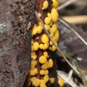 Bisporella citrina at Paddys River, ACT - 22 Jun 2022 11:08 AM