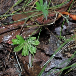 Geranium sp. at Paddys River, ACT - 22 Jun 2022 11:07 AM