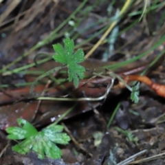 Geranium sp. at Paddys River, ACT - 22 Jun 2022 11:07 AM