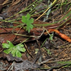 Geranium sp. at Paddys River, ACT - 22 Jun 2022 11:07 AM