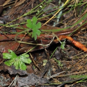 Geranium sp. at Paddys River, ACT - 22 Jun 2022