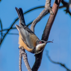 Acanthorhynchus tenuirostris at Chapman, ACT - suppressed