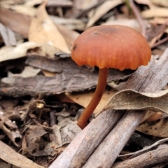 Laccaria sp. (Laccaria) at Bruce, ACT - 23 Jun 2022 by trevorpreston