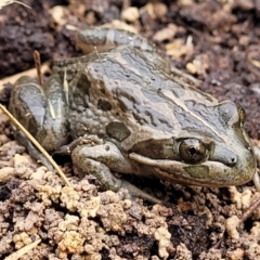 Limnodynastes tasmaniensis (Spotted Grass Frog) at Bruce, ACT - 23 Jun 2022 by trevorpreston