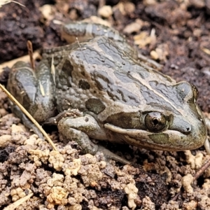 Limnodynastes tasmaniensis at Bruce, ACT - 23 Jun 2022