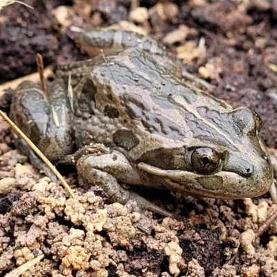 Limnodynastes tasmaniensis (Spotted Grass Frog) at Bruce, ACT - 23 Jun 2022 by trevorpreston