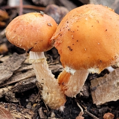 Unidentified Cap on a stem; gills below cap [mushrooms or mushroom-like] at Lyneham, ACT - 23 Jun 2022 by trevorpreston