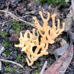 Unidentified Coralloid fungus, markedly branched at Bruce, ACT - 23 Jun 2022 by trevorpreston