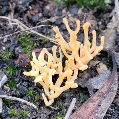 Unidentified Coralloid fungus, markedly branched at Bruce, ACT - 23 Jun 2022 by trevorpreston