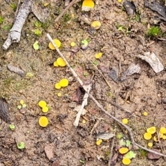 Phaeohelotium (Discinella terrestris aggregate) at Bruce, ACT - 23 Jun 2022 12:36 PM