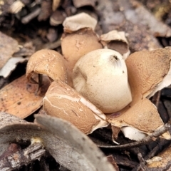 Geastrum sp. (Geastrum sp.) at Bruce, ACT - 23 Jun 2022 by trevorpreston