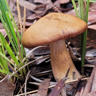 zz agaric (stem; gills not white/cream) at Bruce, ACT - 23 Jun 2022 by trevorpreston