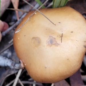 zz agaric (stem; gills not white/cream) at Bruce, ACT - 23 Jun 2022 12:38 PM