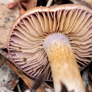 zz agaric (stem; gills not white/cream) at Bruce, ACT - 23 Jun 2022 12:38 PM