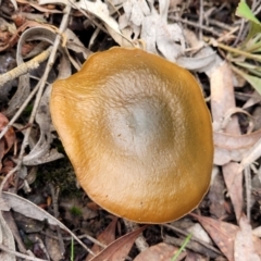 zz agaric (stem; gills not white/cream) at Bruce, ACT - 23 Jun 2022 by trevorpreston